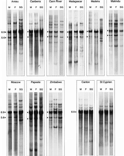 Southern Blot Hybridization Of Genomic Dna From Males M Females F