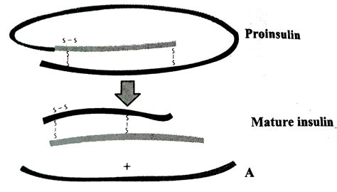 Given Figure Represent The Maturtion Of Pro Insulin Into Insulin Iden