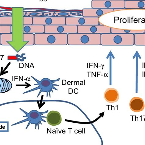 Atopic Dermatitis Induces Staphylococcus Aureus Colonization Barrier