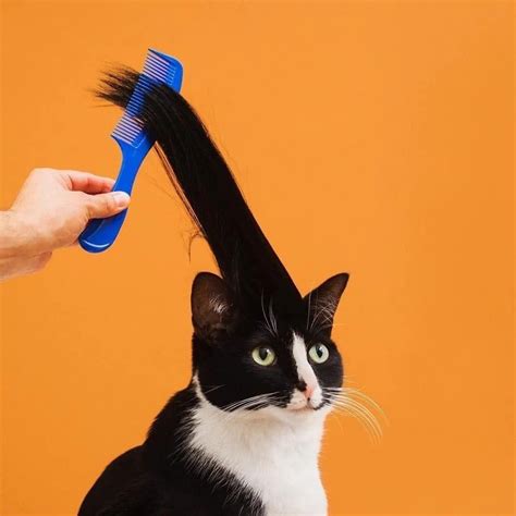 The Best Cat Brushes For March 2024 Plus A Cat Grooming Guide Artofit