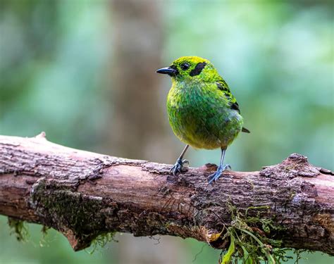 Typical Tanager Species | Genus Thraupis and Tangara | Earth Life