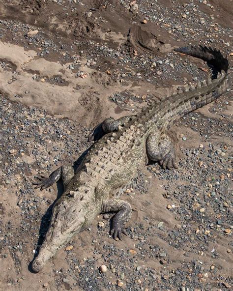 10 Tips to KNOW Before Visiting the Costa Rica Crocodile Bridge