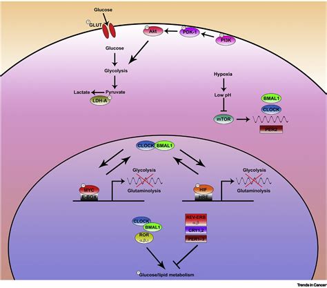 Interplay Between Circadian Clock And Cancer New Frontiers For Cancer