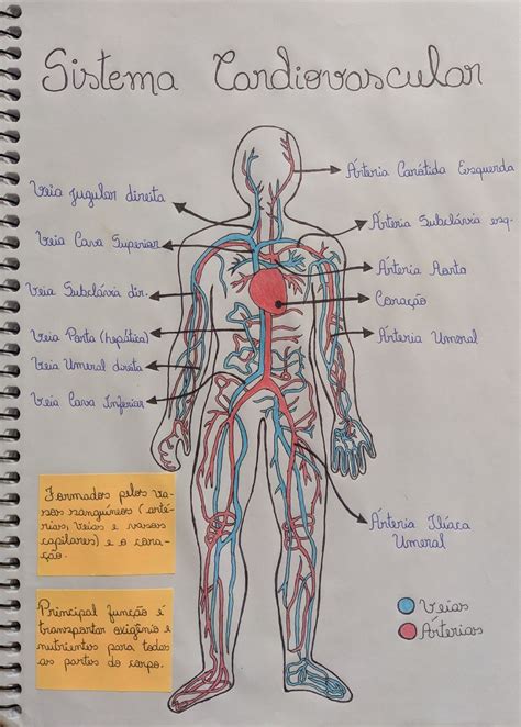 No Sistema Circulat Rio Humano A Veia Cava Askschool