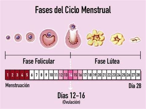 Pin De Elianmanul En Veiculos Fases Del Ciclo Menstrual Ciclo