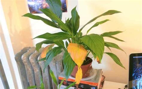 How To Save Overwatered Peace Lily Plants With Simple Methods