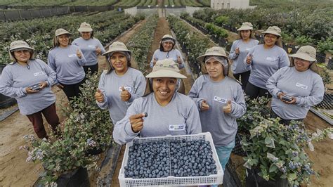 As Proyecta Esta Agroexportadora Peruana Crear Un Imperio Global Del