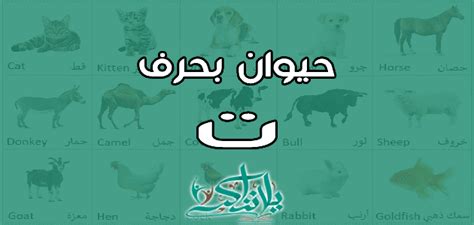 اسم حيوان بحرف التاء ت يلا نذاكر