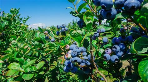 Soluciones para el cultivo de Arándanos Optimizando el Crecimiento y