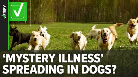 Mystery Dog Illness Is Spreading In These Us States