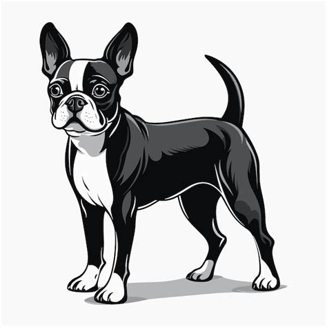 Premium Vector Cute Boston Terrier Dog Cartoon Vector Art