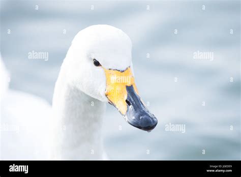 Whooper Swan is the only swan on Iceland Stock Photo - Alamy