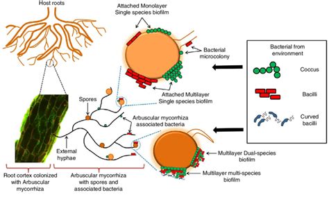 A Simplified Diagrammatic Representation Of Different Types Of Biofilm