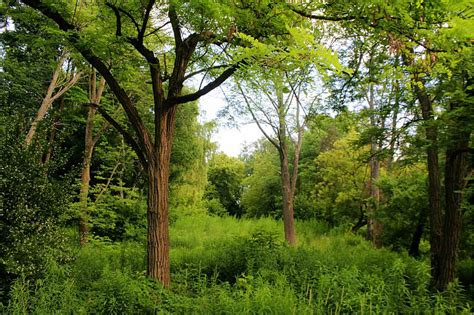 Mishy's Corner of the World: Highland Creek Trail (and Colonel Danforth ...