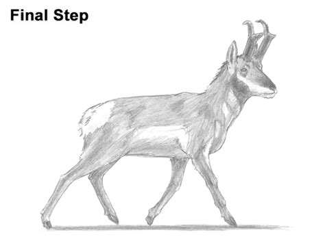 How To Draw A Pronghorn