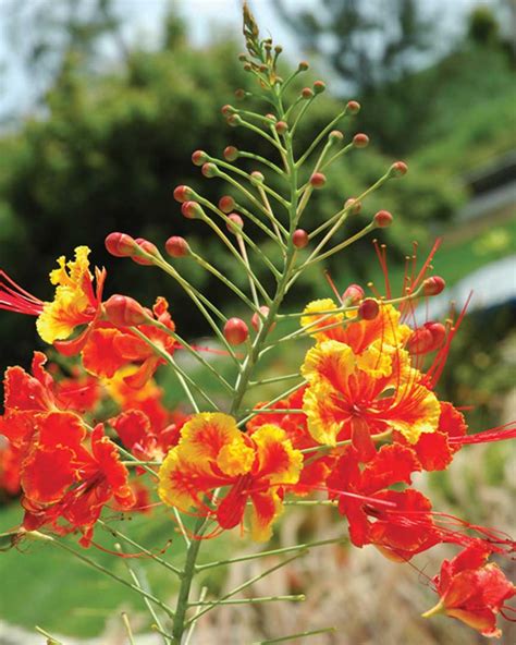 Pride Of Barbados Ins And Outs Of Barbados