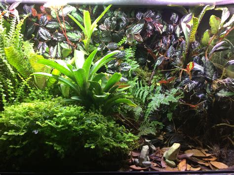 Almost one year old. : r/Vivarium