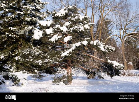 Pinus Sylvestris Fastigiata Hi Res Stock Photography And Images Alamy