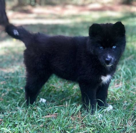 All Black Husky Puppies