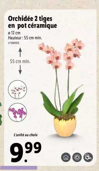 Promo Orchidée 2 Tiges En Pot Céramique chez Lidl iCatalogue fr