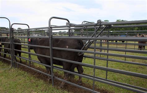 Universal Alley Stop Cattle Ranching Cattle Gate Cattle Farming