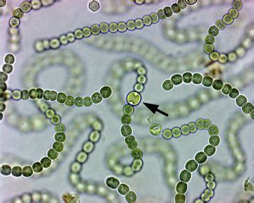 Nostoc ~ Detailed Information | Photos | Videos