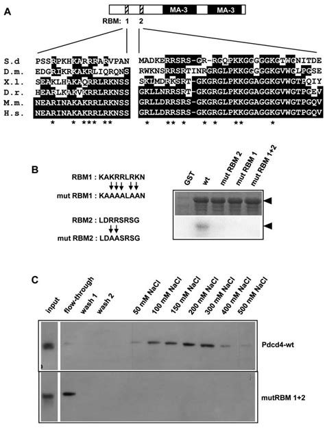 Identification Of Conserved Amino Acid Motifs Involved In Rna Binding