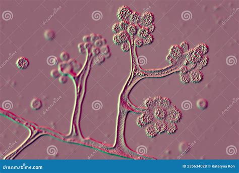 Hongos Microsc Picos Cunninghamella Ilustraci N Cient Fica D Hongos