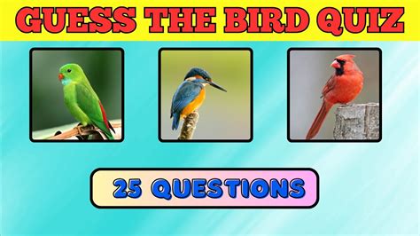 Guess The Bird Quiz Name The Bird YouTube