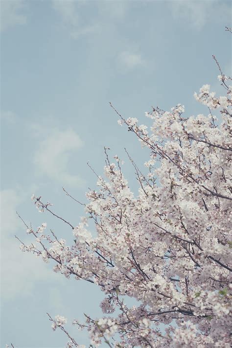 Sakura Vintage Photograph By Yuka Kato Fine Art America