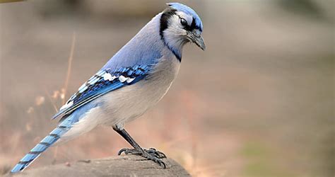 Blue Jay Identification, All About Birds, Cornell Lab of Ornithology