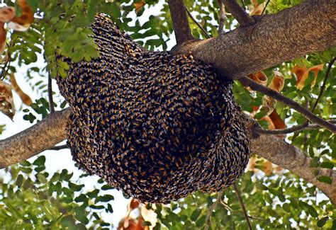 Bee Hive In Tree Removal Dallas Green Pine Tree Service