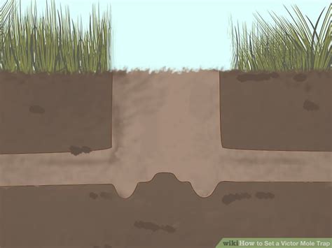 How to Set a Victor Mole Trap: 15 Steps (with Pictures) - wikiHow