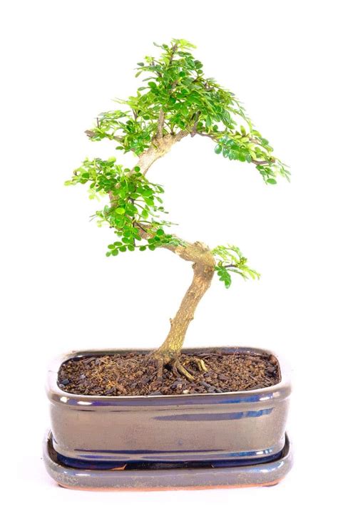 Elegantly Flowing Aromatic Pepper Tree Bonsai With Rich Foliage Uk