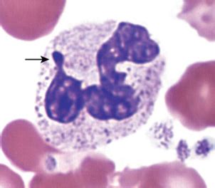 Histology Membranes Cytoplasm Nucleus Flashcards Quizlet