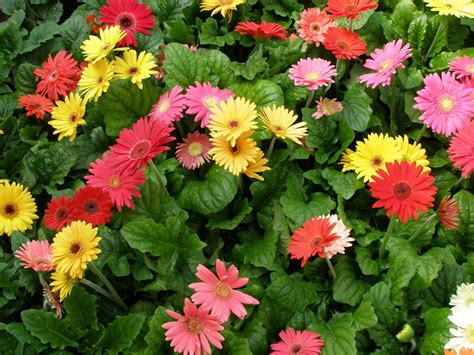 Beauty Flower: Gerbera Daisy Flower