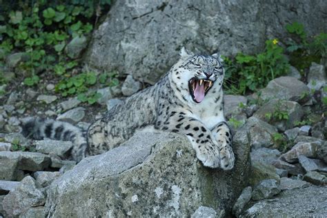 Wellington Zoo Welcomes Two Female Endangered Snow Leopards Baltics News