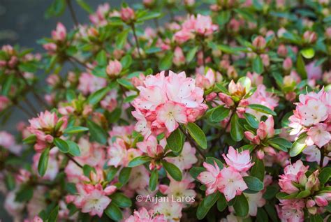 Rhododendron ‘peggy Ann Azalea Plantentuin Esveld