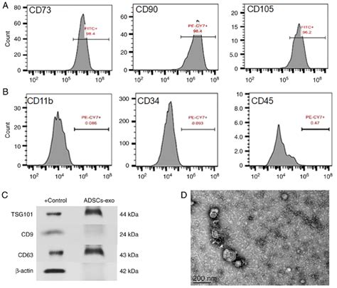 Identification Of Isolated ADSCs And ADSCs Exo A Expression Of