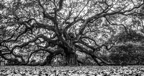 Oak Tree Sketches Black And White