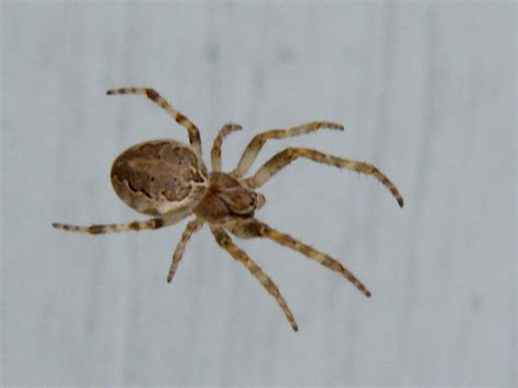 Brown Orb Spider Indiana Summer Photograph By Rory Cubel