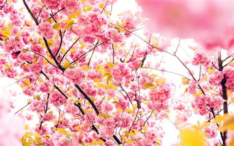 Cherry Blossom Yellow Wallpapers on WallpaperDog