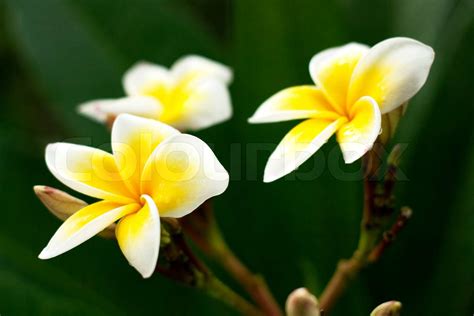 Wei E Und Gelbe Blumen Im Garten Getroffen Stock Bild Colourbox