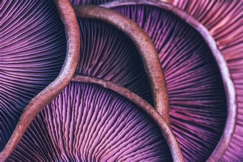 60000 Free Purple Mushrooms And Mushrooms Images Pixabay