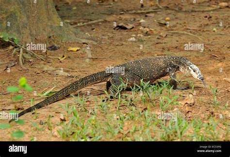 Monitor Lizard Philippines Hi Res Stock Photography And Images Alamy