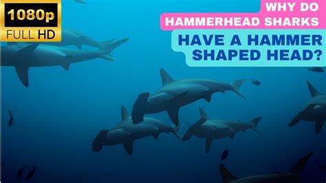 Why Do Hammerhead Sharks Have A Hammer Shaped Head YouTube