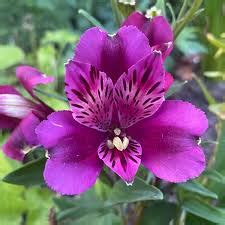 Alstroemeria Inca Replay Dwarf The Naked Gardener