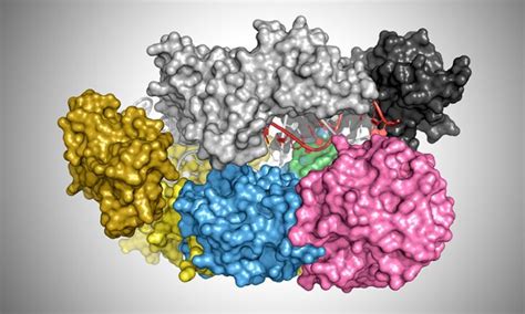 Cas12a Bound to DNA [IMAGE] | EurekAlert! Science News Releases