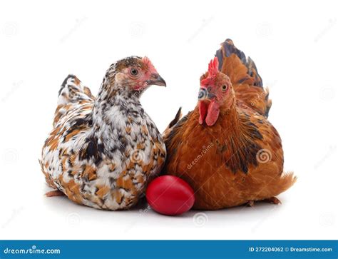 Dos Pollos Marrones Con Huevos Foto De Archivo Imagen De Pico Pascua