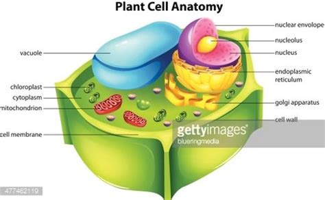 Plant Cell Clipart